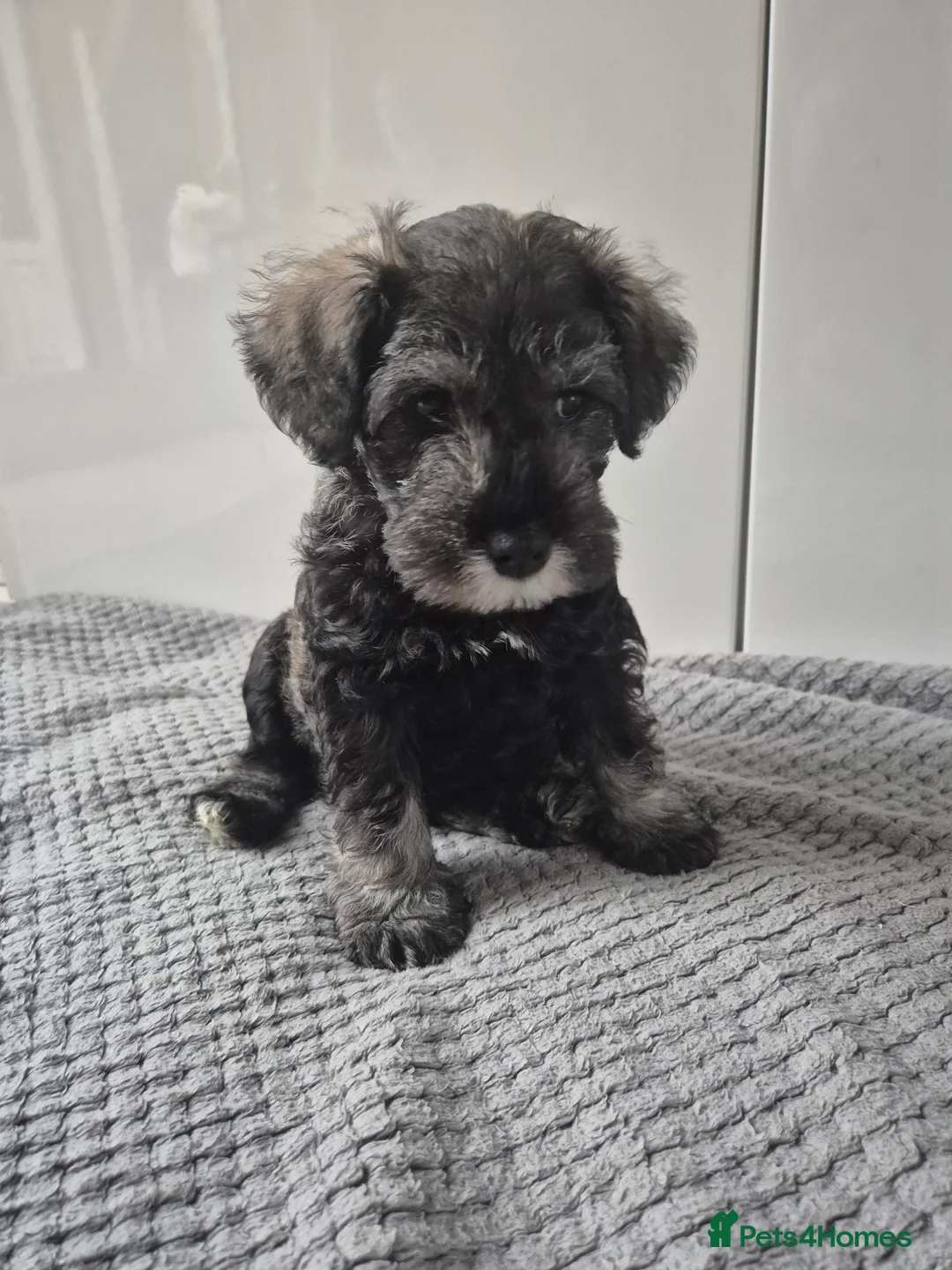 Miniature Schnauzer dogs for sale: KC Registered Miniature Schnauzer Puppies - Advert 17