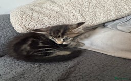 Domestic Shorthair cats for sale: Beautiful babies 😍 - Image 2