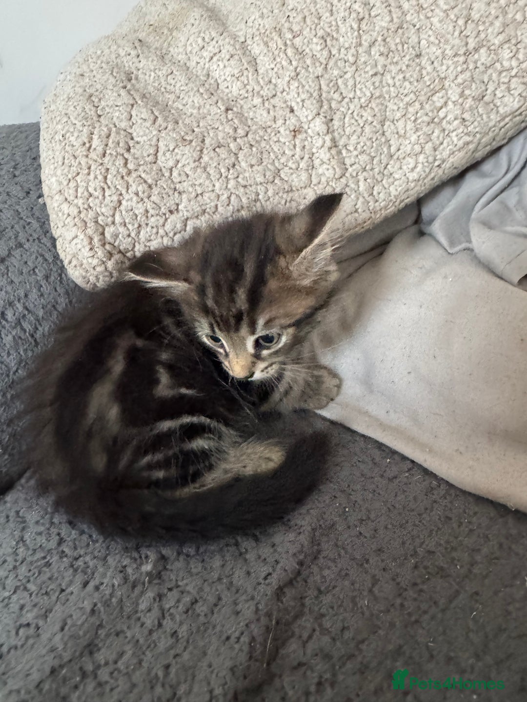 Domestic Shorthair cats for sale: Beautiful babies 😍 - Image 2