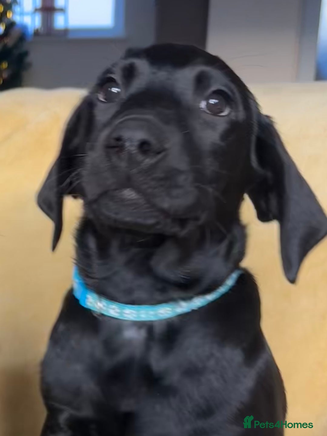 Labrador Retriever dogs for sale: KC Fully Health Tested Outstanding Working Line - Advert 12