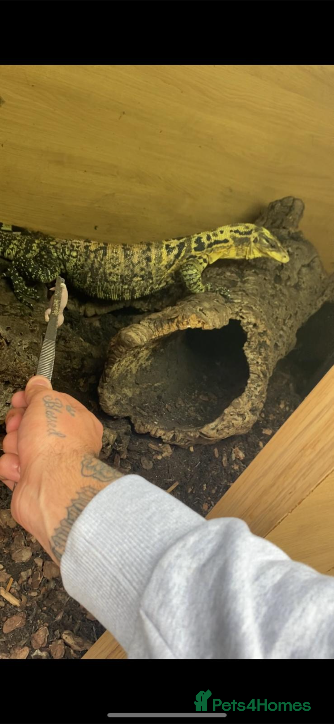 Monitor reptiles for sale: Philippines water monitor Cumungi yellow head - Advert 3