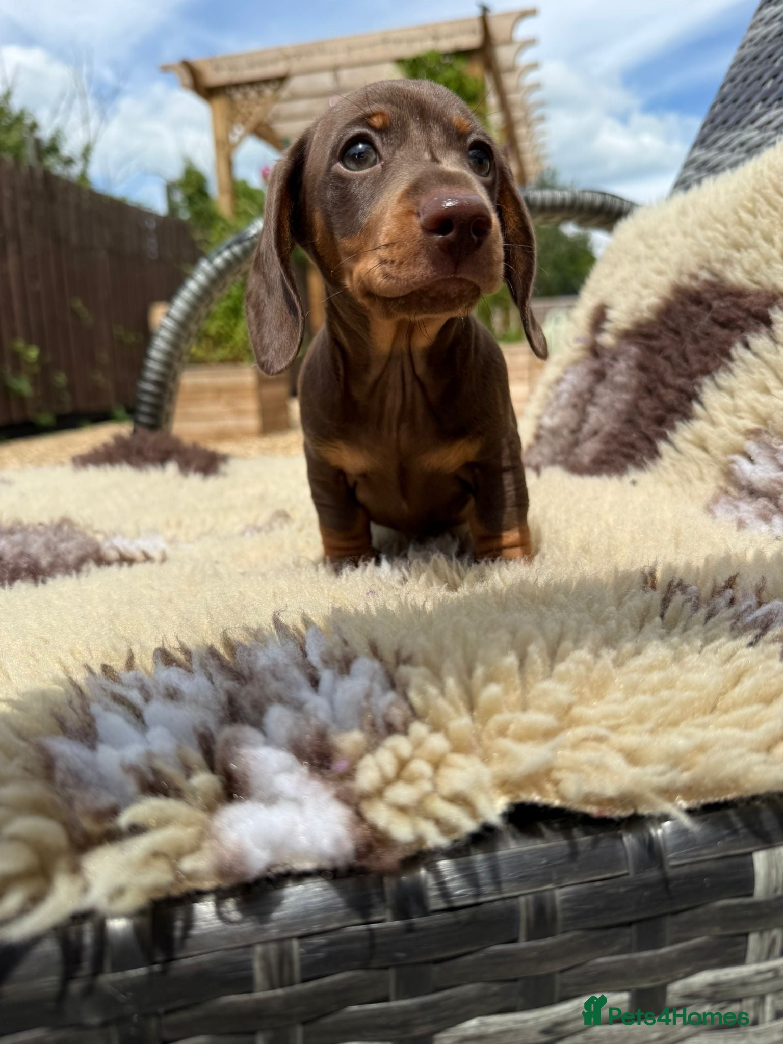Miniature Dachshund dogs Beautiful miniature dachshund puppies. - Advert 17