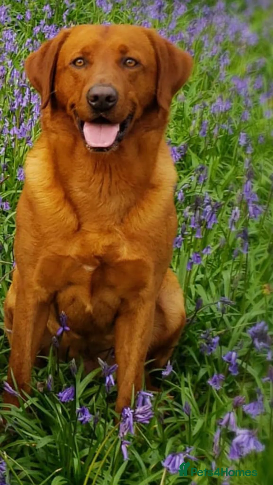 Labrador Retriever dogs for stud: Fox Red Stud Dog, Kennel Club Registered in Chelmsford - Advert 2