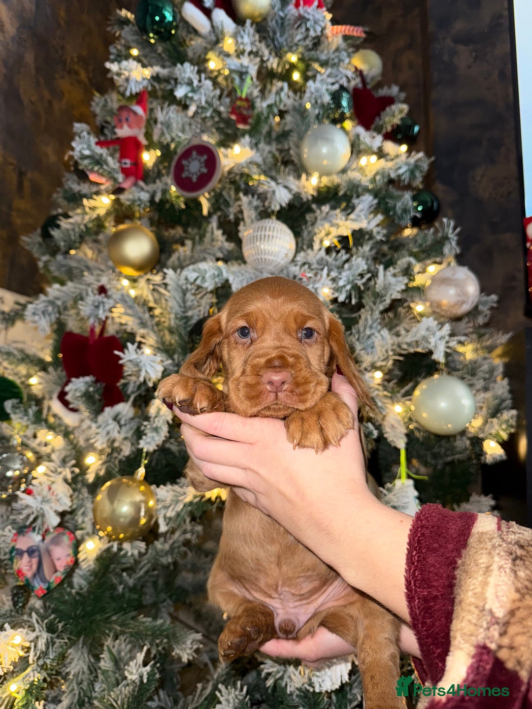 Cockerdor dogs for sale: FOX RED COCKERDOR PUPS  - Advert 1