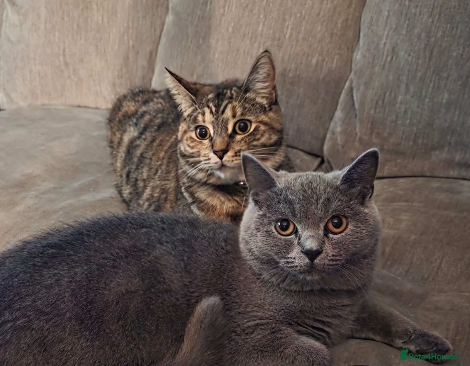 British Shorthair cats Female British Shorthair and Domestic Shorthair - Advert 7