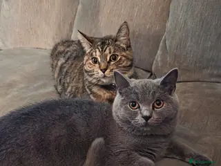 British Shorthair cats Female British Shorthair and Domestic Shorthair - Advert 7