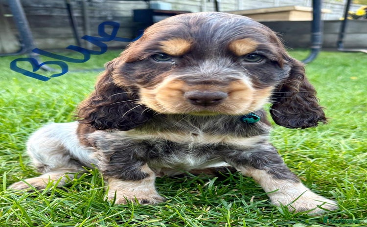 Cocker Spaniel dogs - Advert 3