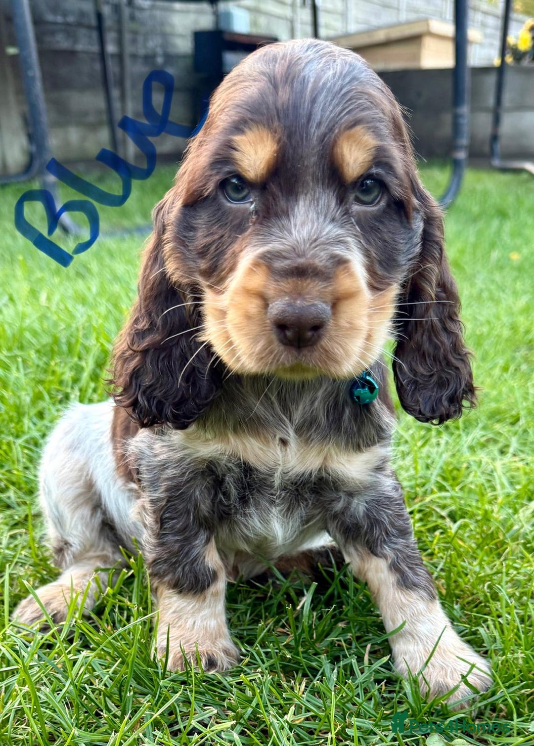 Cocker Spaniel dogs for sale: Cocker spaniels  - Image 5