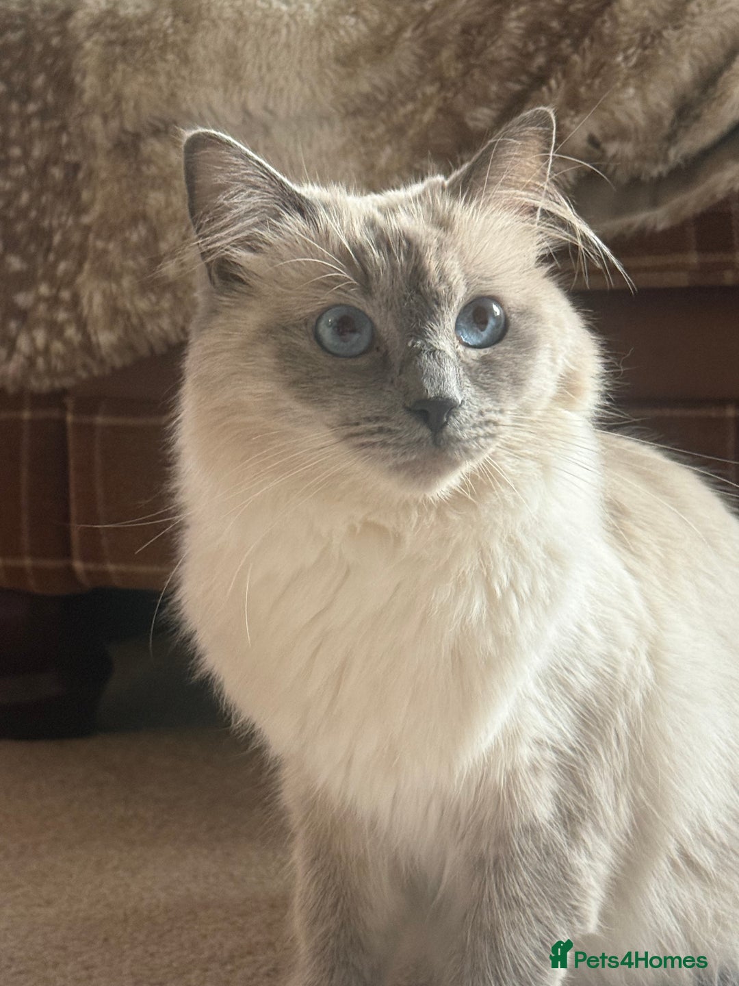 Ragdoll cats for sale: 🥰 blue Ragdolls 🥰 - Advert 1