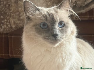 Ragdoll cats 🥰 blue Ragdolls 🥰 - Advert 3
