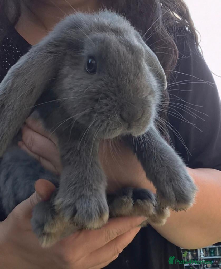French Lop rabbits Two male French lop continentals  - Advert 3