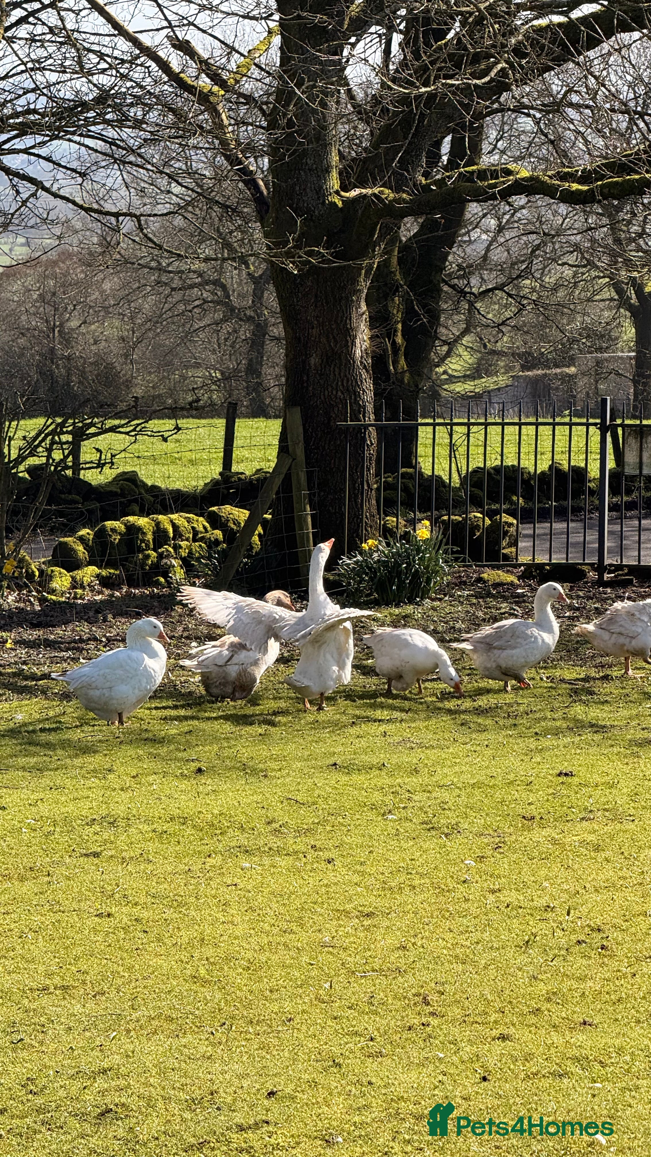 Geese poultry x3 Embden Ganders - Advert 3