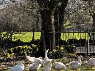 Geese poultry x3 Embden Ganders - Advert 6