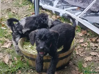 Mixed Breed dogs Cockerpoo/Schnoodle/Bischon Puppies AVAILABLE - Advert 6