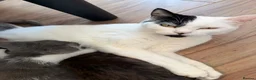 Mixed Breed cats for sale: Kittens  - Advert 4