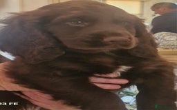 Cocker Spaniel dogs for sale: Cocker Spaniel puppies  - Image 29