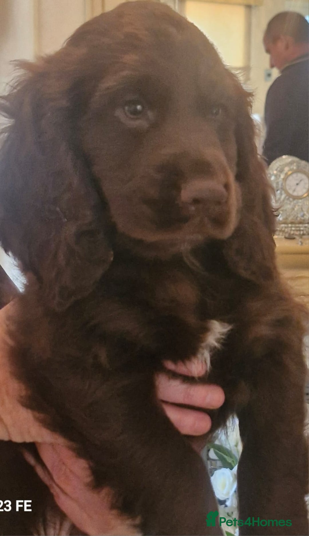Cocker Spaniel dogs for sale: Cocker Spaniel puppies  - Image 29