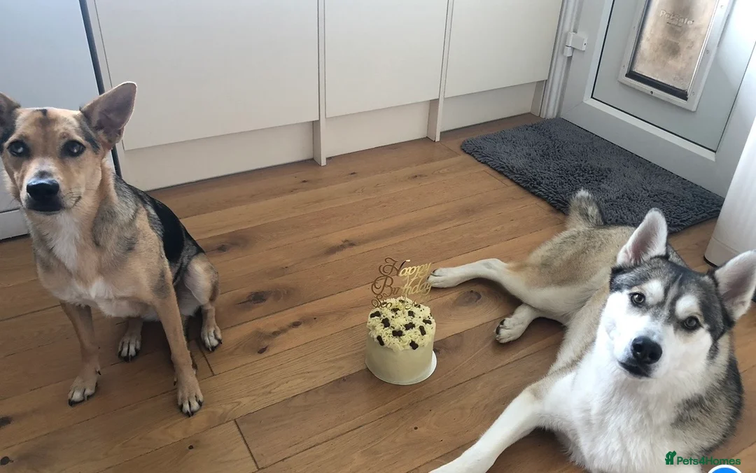 Mixed Breed dogs for sale: 2 beautiful dogs - Advert 3