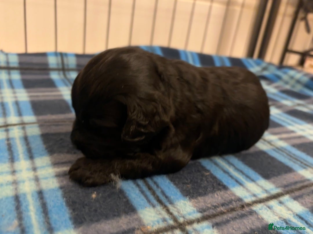 Cockapoo dogs for sale: F2 Cockapoo Puppies - Advert 10