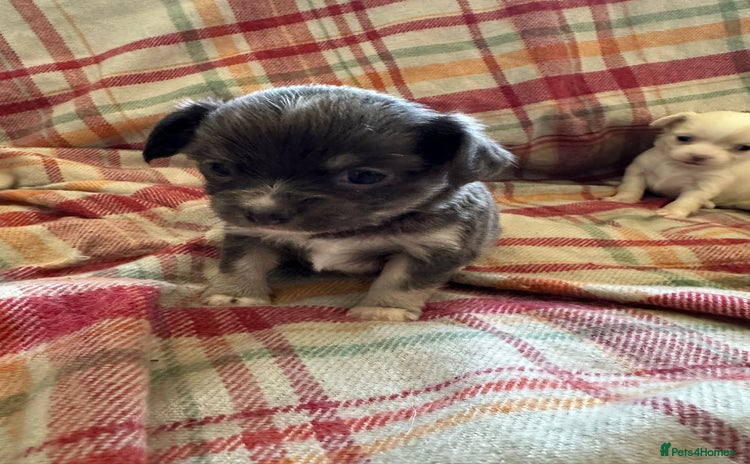 Chihuahua dogs - Advert 5