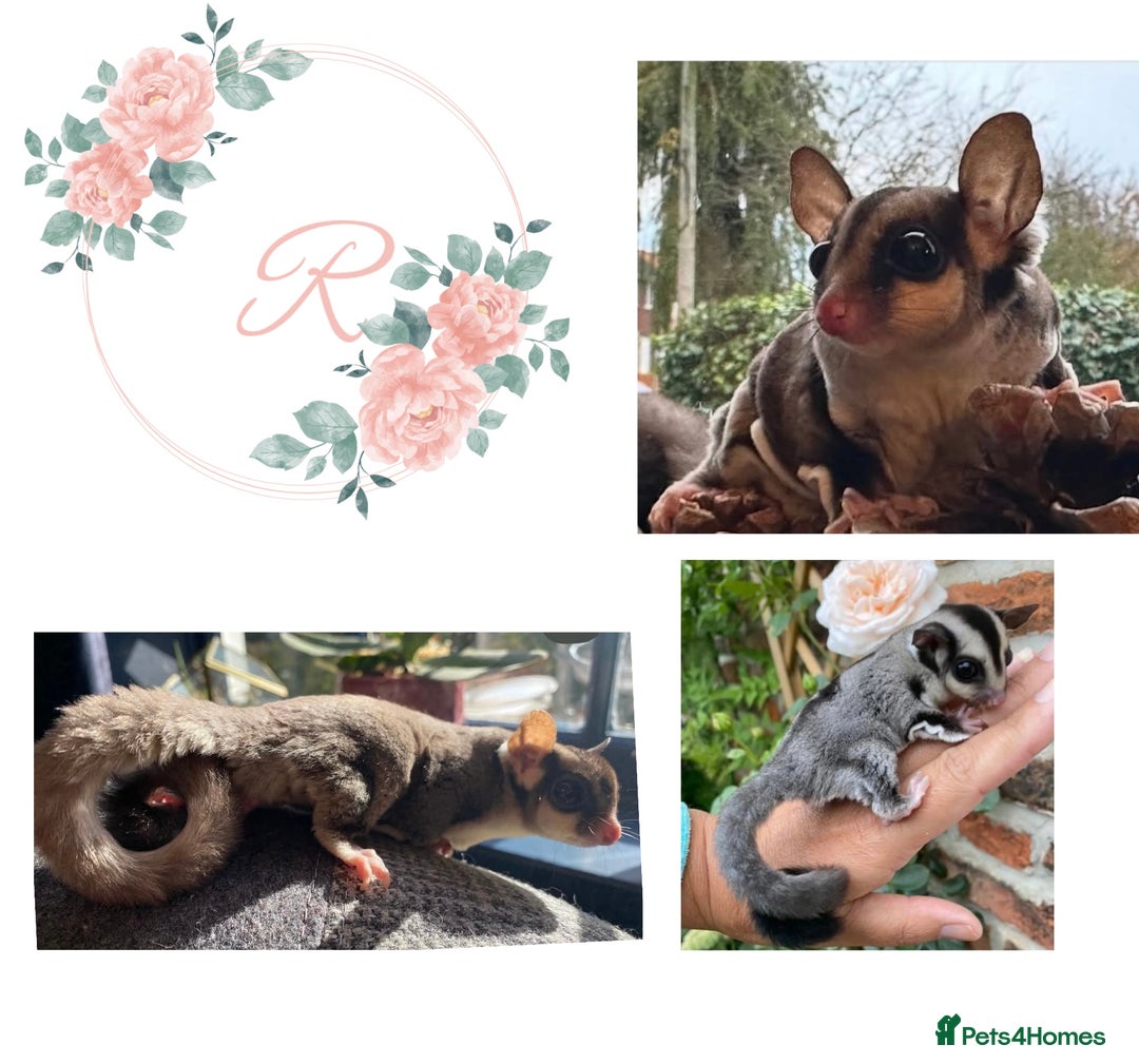 Sugar Glider rodents for sale: Sugar Gliders available to suitable homes - Advert 2