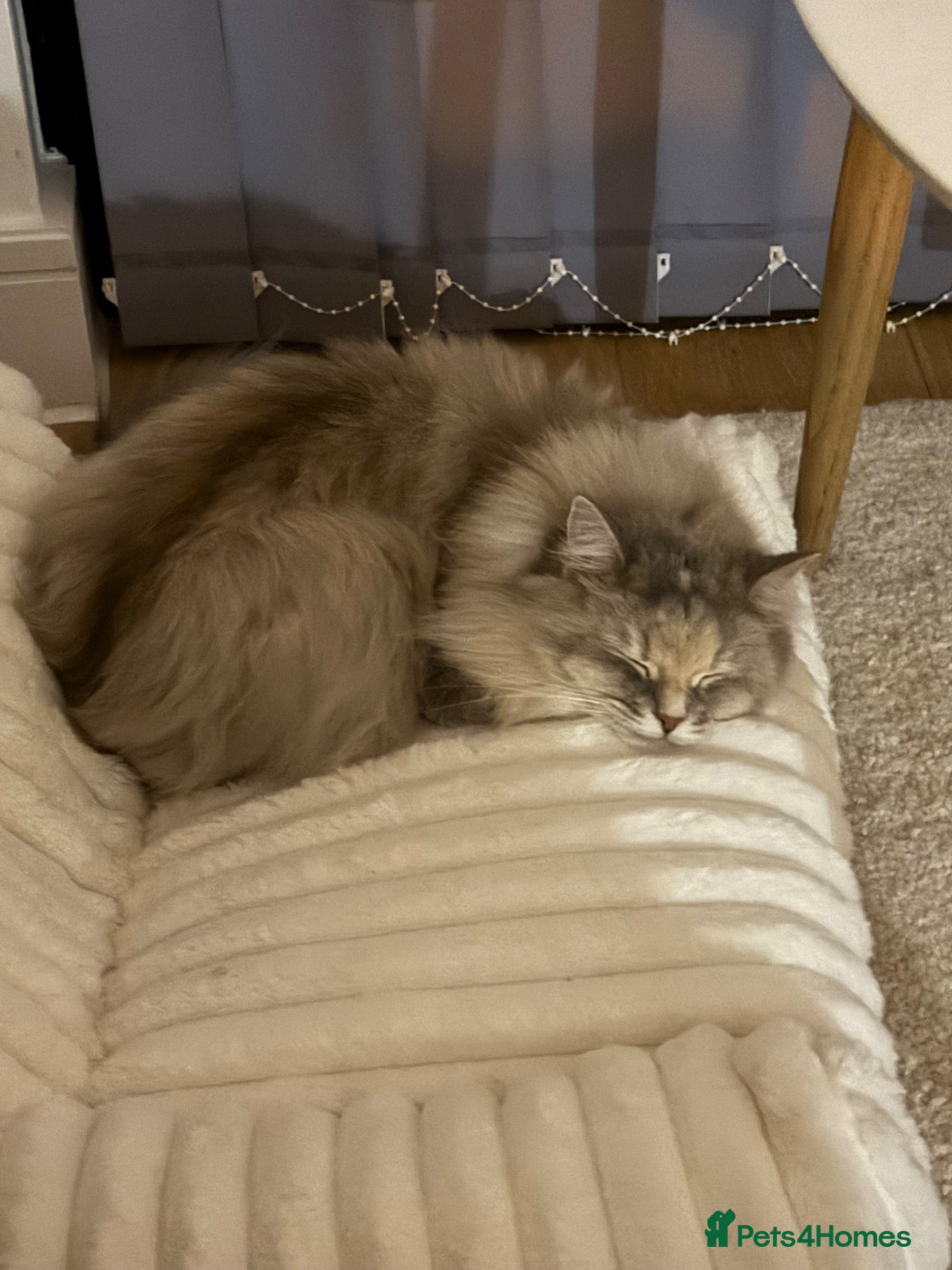 Siberian cats 💕 Luna & Kiwi — Inseparable Indoor Cats  - Advert 2
