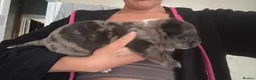 Mixed Breed dogs for sale: Beautiful Chunky pups  - Advert 15