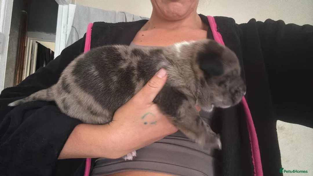 Mixed Breed dogs for sale: Beautiful Chunky pups  - Advert 15
