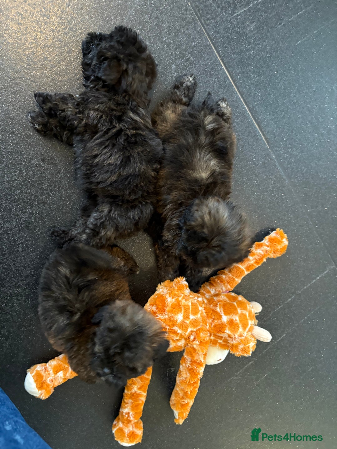 Shihpoo dogs for sale: Shih Tzu X poodle X Shihpoo - Image 13