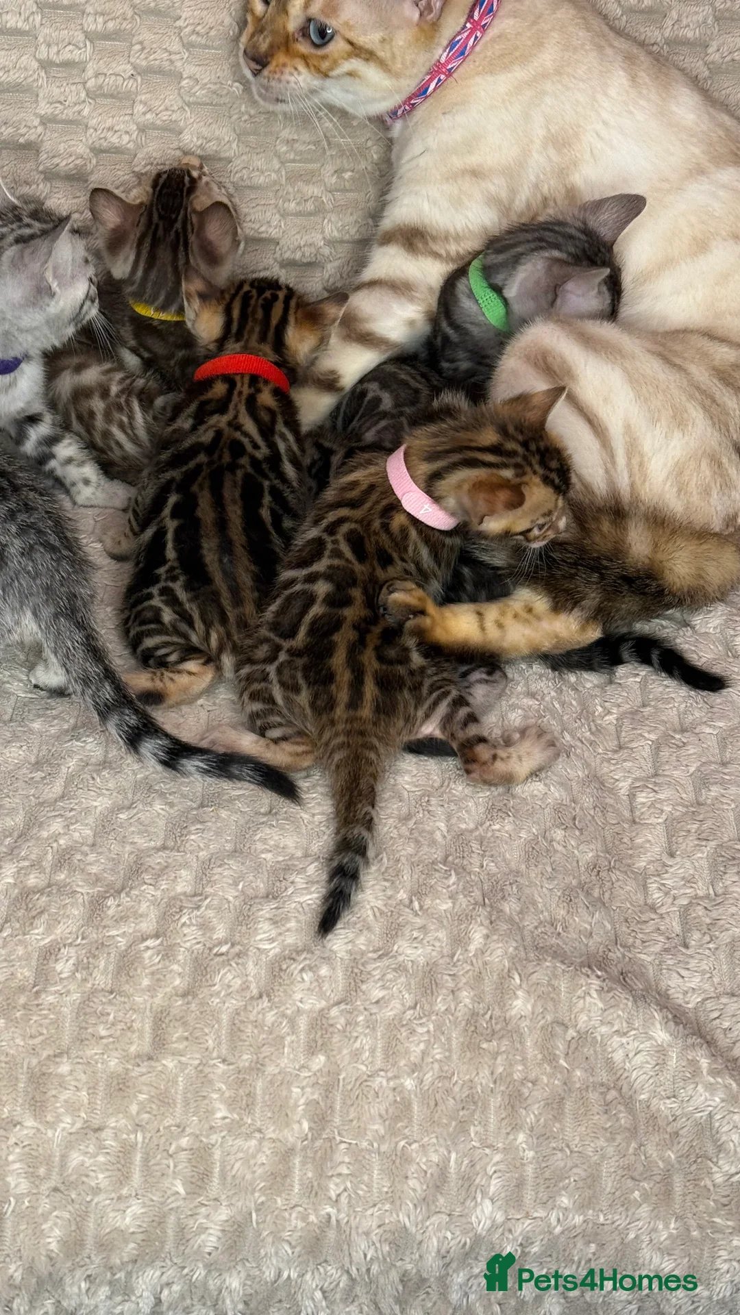 Bengal cats for sale: Pure Bengal kittens for sale just 2 boys left.  - Advert 14
