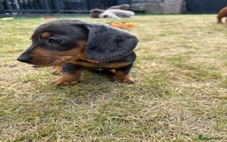 Miniature Dachshund dogs for sale: Almost ready to leave!Amazing Miniature Dachshunds in Doncaster - Image 9