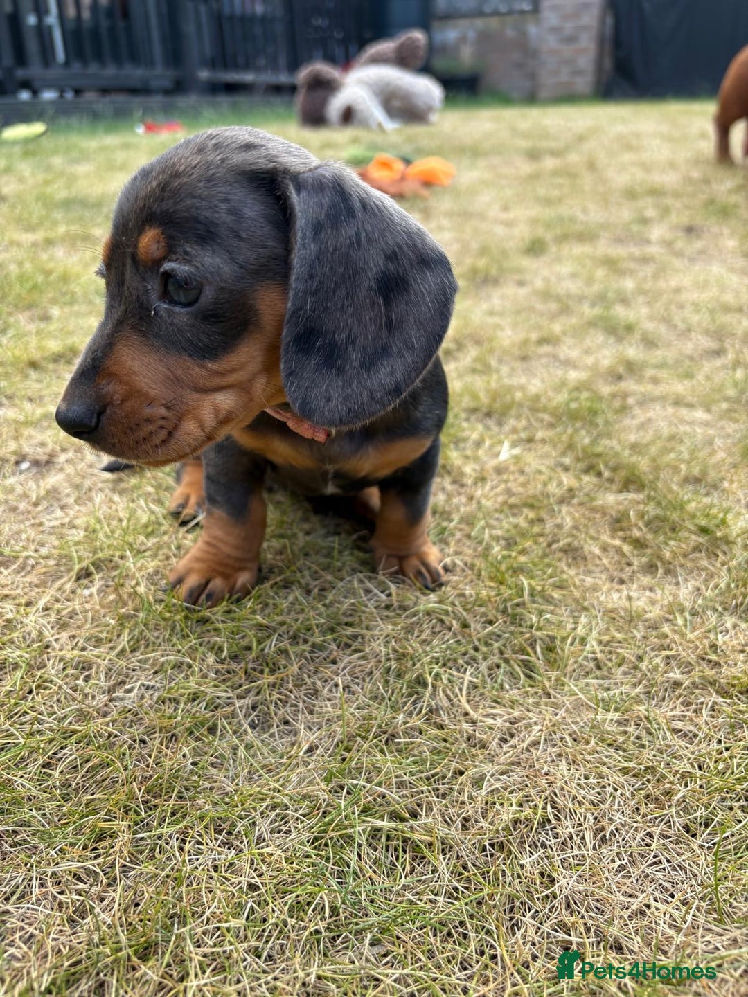 Miniature Dachshund dogs for sale: Almost ready to leave!Amazing Miniature Dachshunds in Doncaster - Image 9
