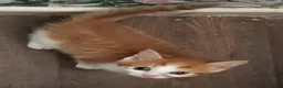 British Shorthair cats for sale: 7 beautiful kittens.  - Advert 10