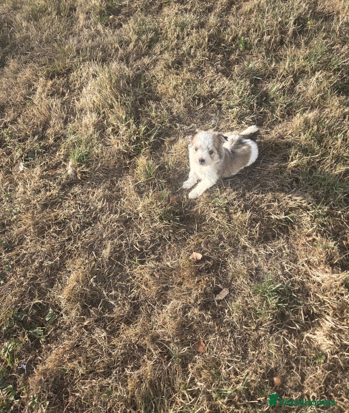 Mixed Breed dogs Jack Russel X Maltese  - Advert 15