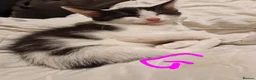 Mixed Breed cats for sale: Lovely kittens looking for forever homes - Advert 9