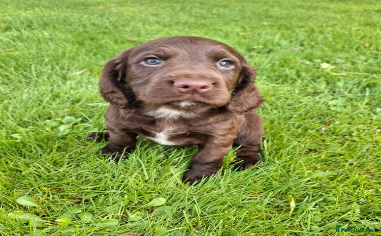 Cocker Spaniel dogs - Advert 14