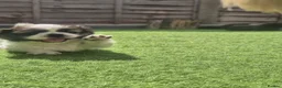 Shih Tzu dogs for sale: Shih-tzu pups  - Advert 5
