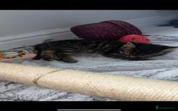 Mixed Breed cats for sale: Mixed breed kittens  - Image 6