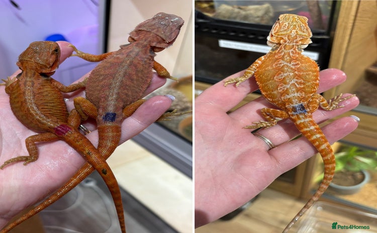 Bearded Dragon reptiles - Advert 13