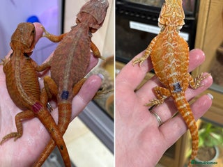 Bearded Dragon reptiles - Advert 37