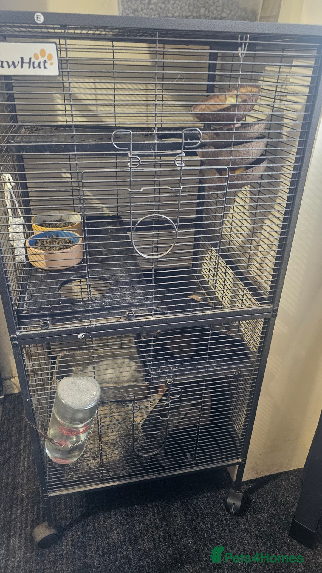 Chinchilla rodents for sale: Male Chinchilla (Can Lower Price For Right Home) - Image 3