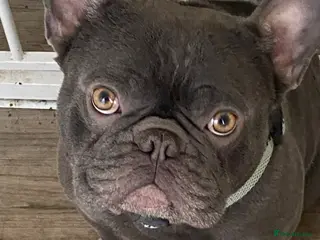 French Bulldog dogs French bulldog - Advert 1