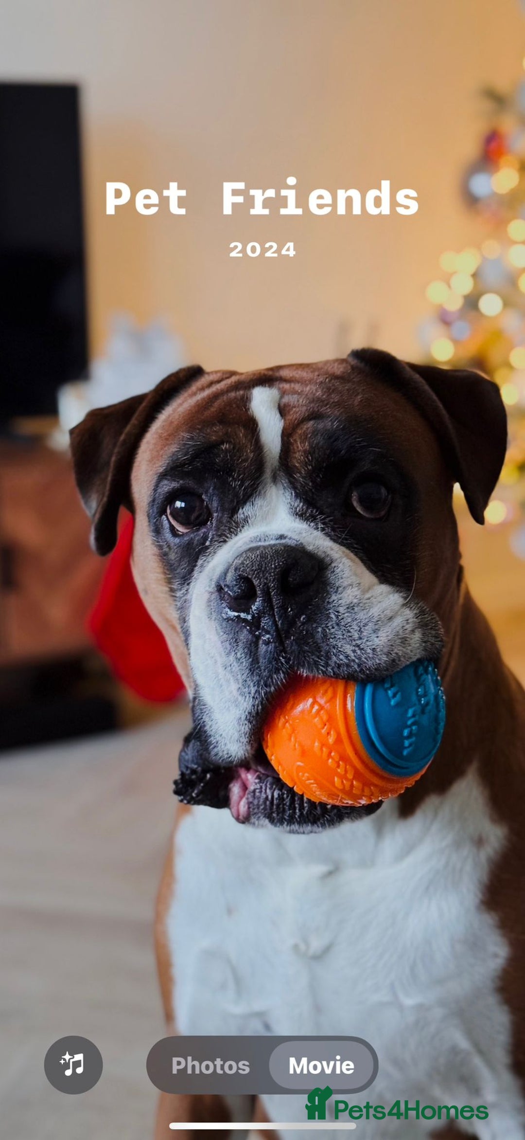 Boxer dogs for sale: Zero heart score mum. Only one puppy left - Image 13