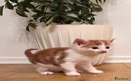 Mixed Breed cats for sale: 7 Beautiful Kittens 2 girls and 5 boys  - Image 7