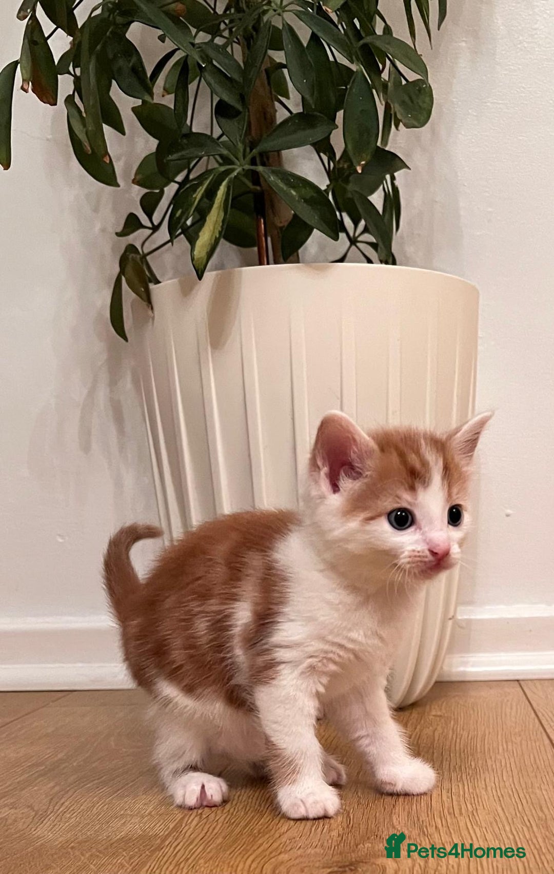 Mixed Breed cats for sale: 7 Beautiful Kittens 2 girls and 5 boys  - Image 7
