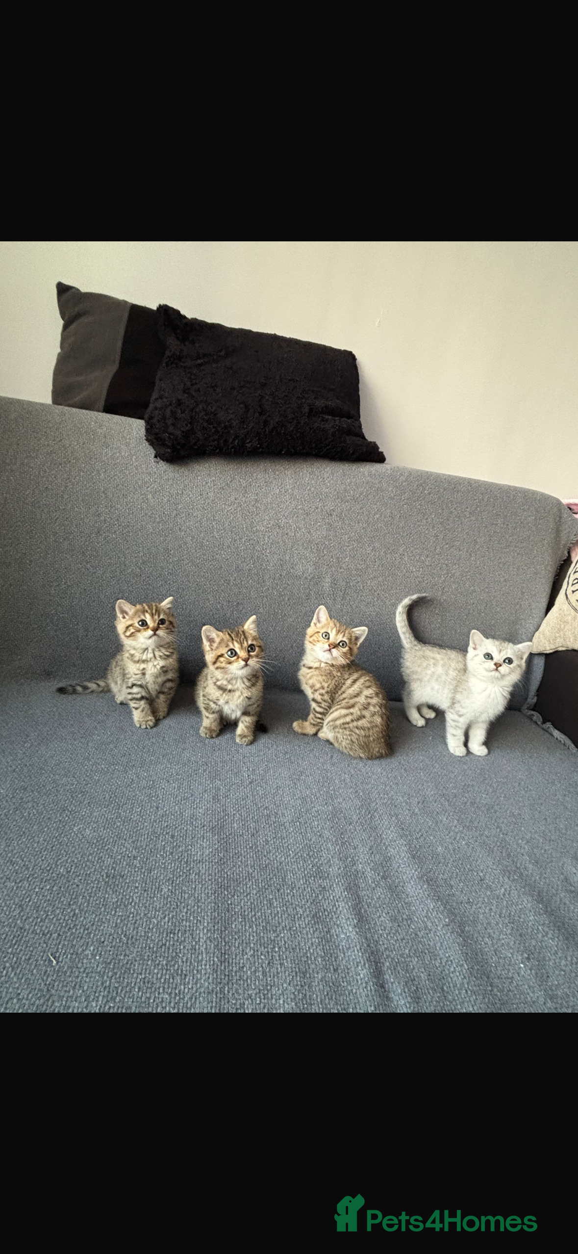 British Shorthair cats Cute and Playful Kittens for Sale - Advert 1