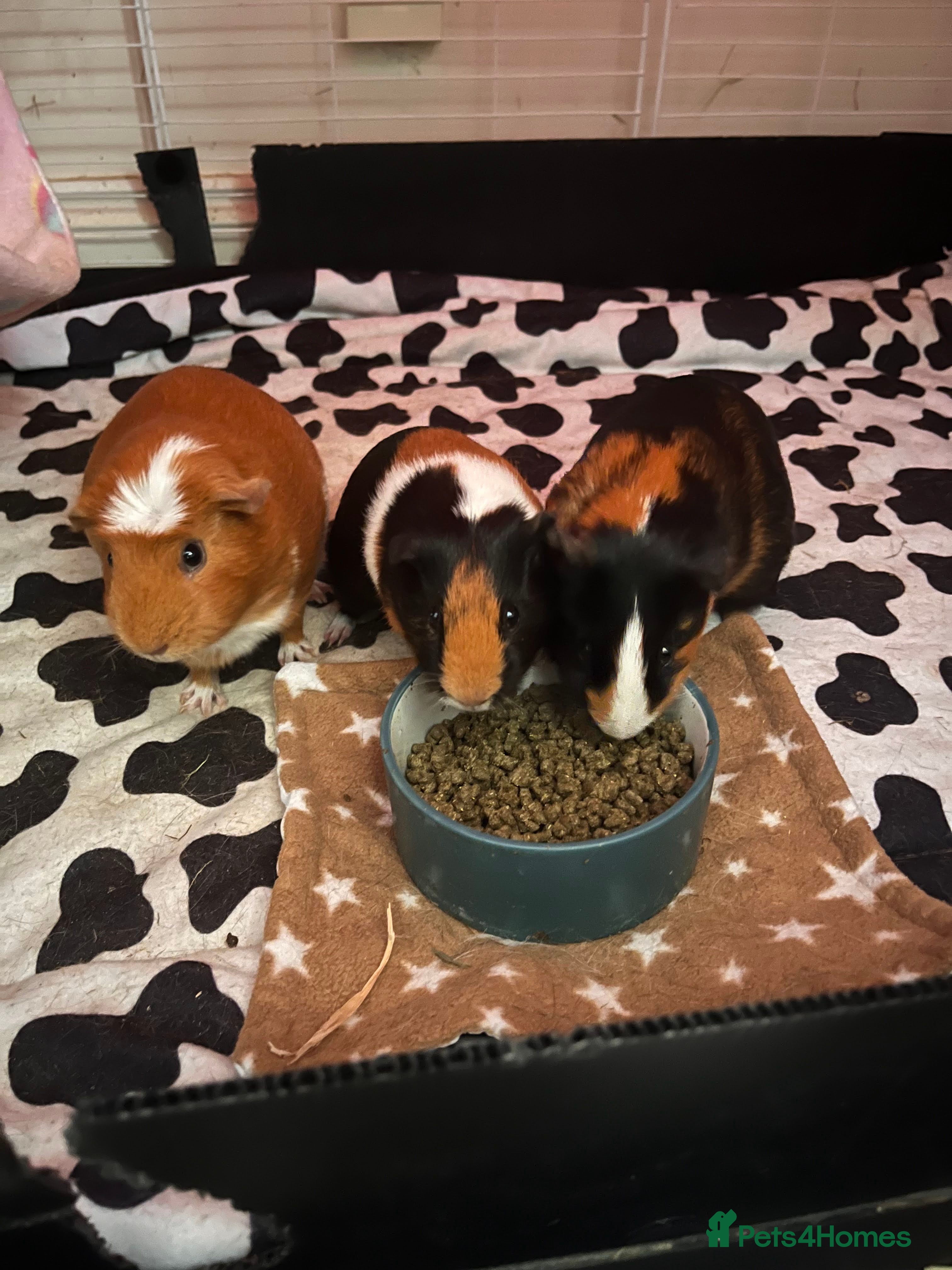 Guinea Pig rodents 3 bonded female guinea pigs. Mona, Muffin & Coco  - Advert 1
