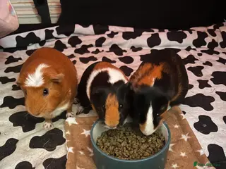 Guinea Pig rodents 3 bonded female guinea pigs. Mona, Muffin & Coco - Advert 1