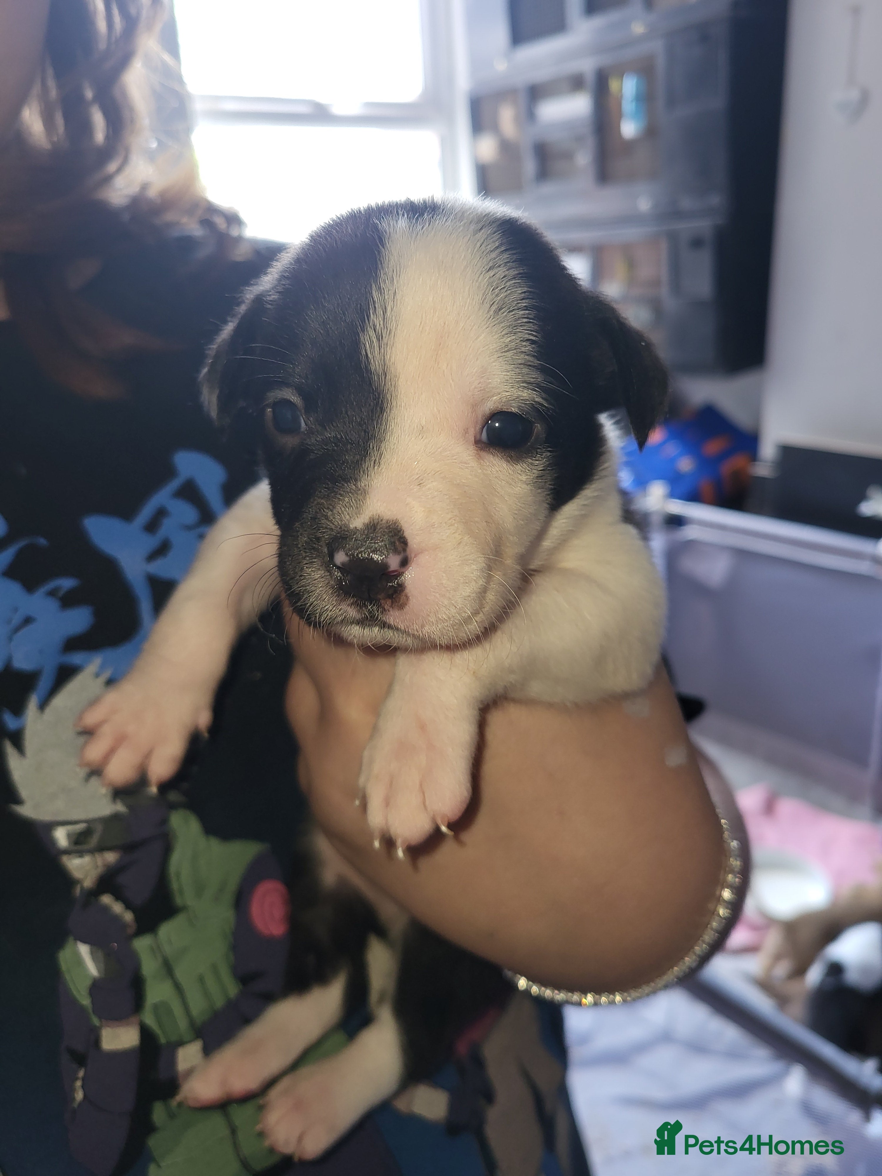 Mixed Breed dogs for sale: Akita x boardeaux  in Derby - Advert 3