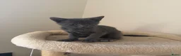 Mixed Breed cats for sale: Beautiful grey male kitten for sale  - Advert 3
